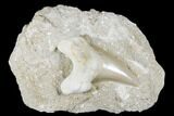 Otodus Shark Tooth Fossil in Rock - Eocene #174158-1